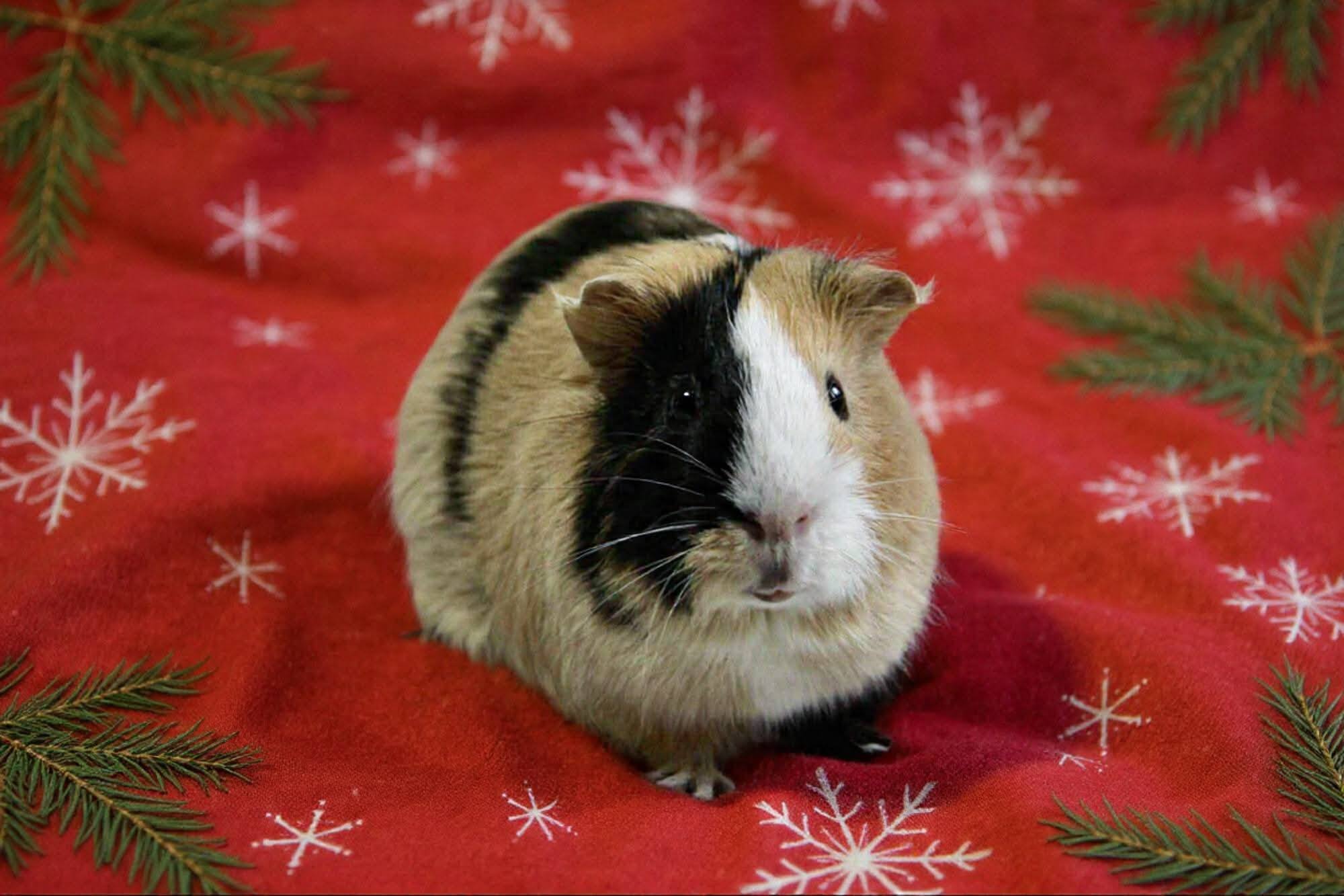 THÉSEUS HLEDÁ DOMOV