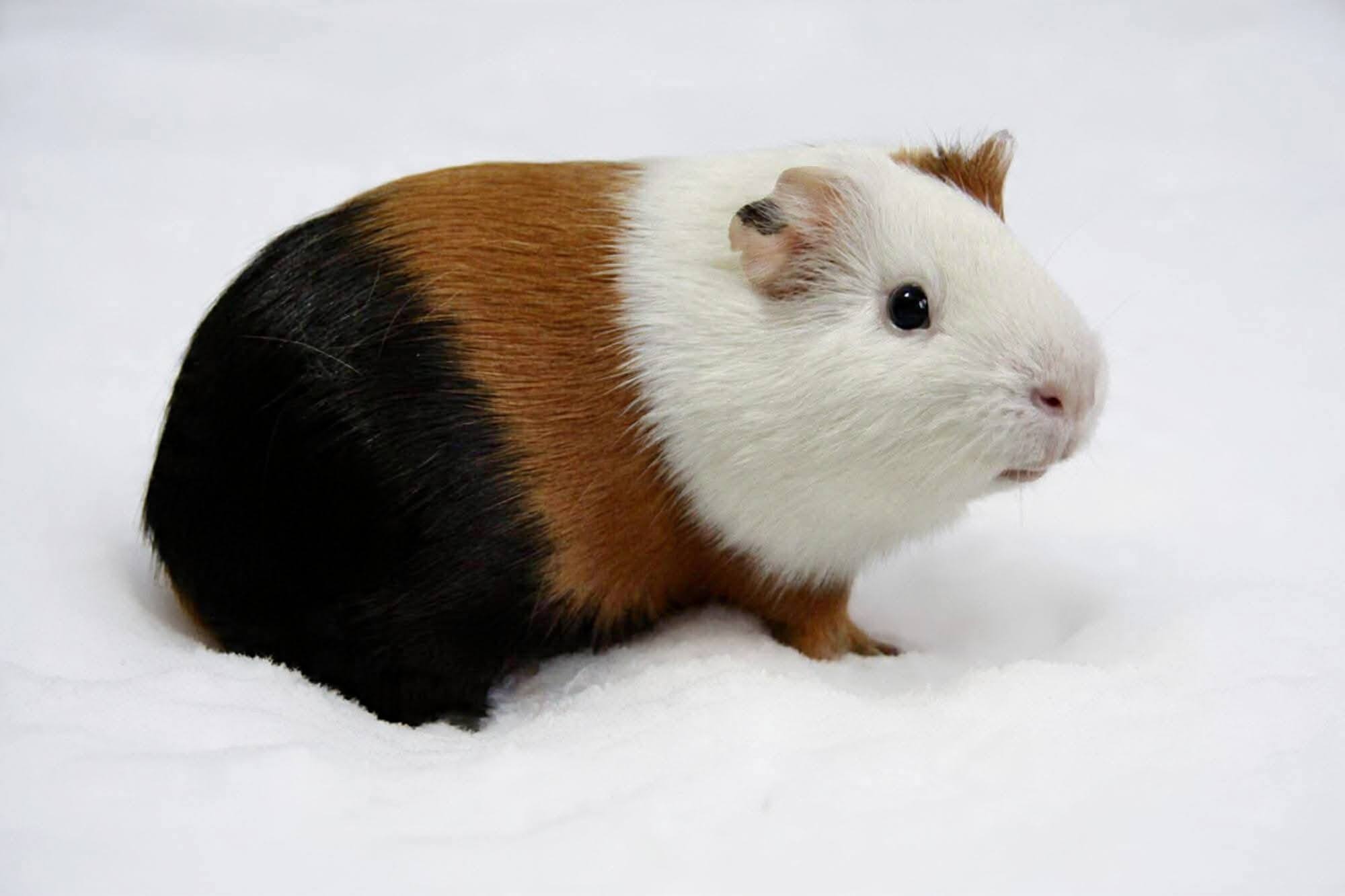 PERSEUS HLEDÁ DOMOV