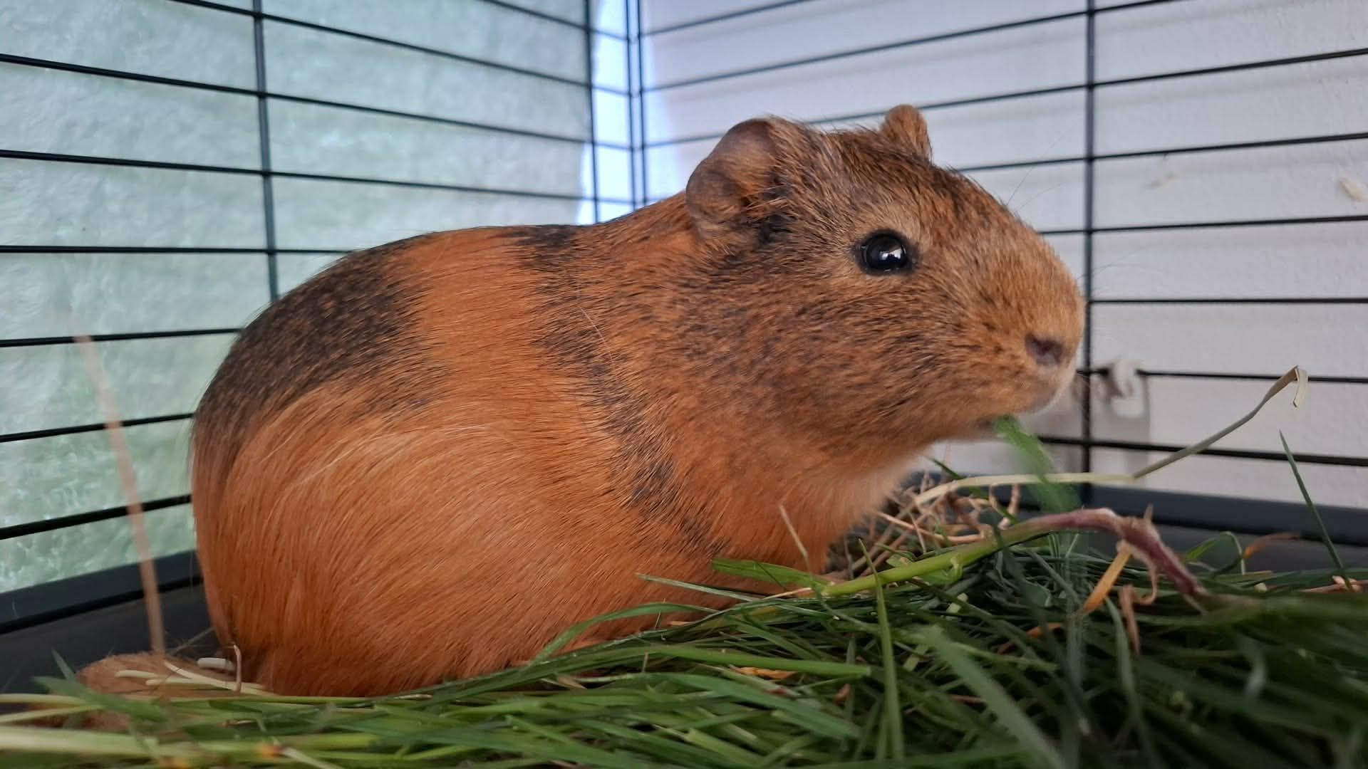 ADÁMEK HLEDÁ DOMOV