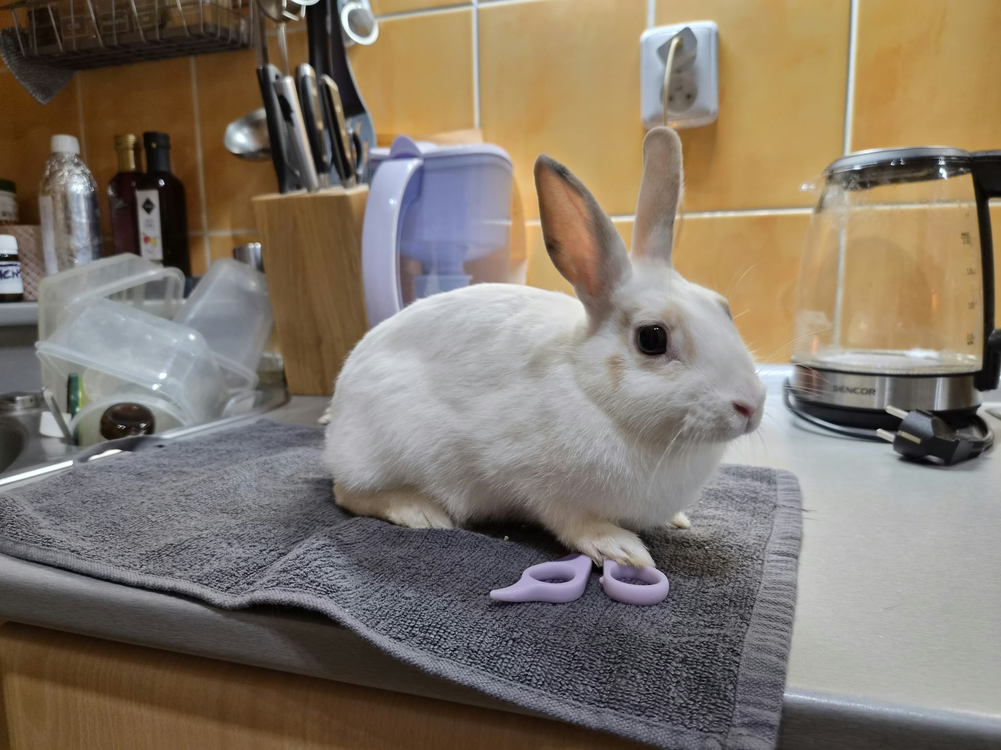 JŮLINKA HLEDÁ DOMOV