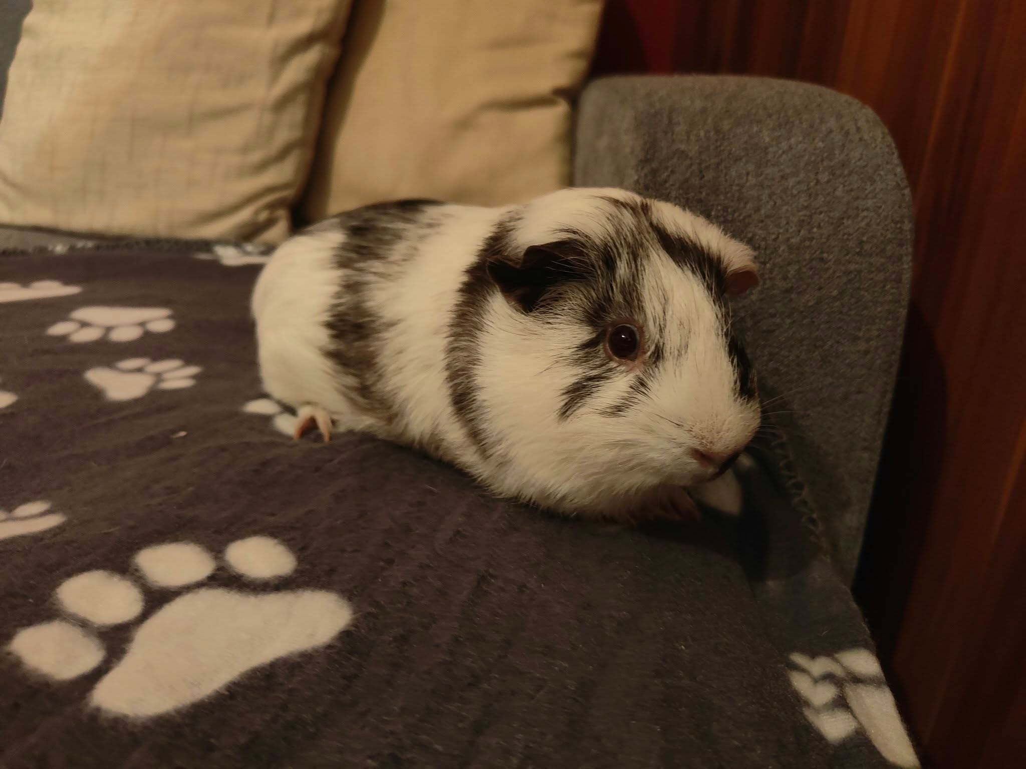 OSKAR HLEDÁ NOVÝ DOMOV